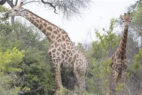 Kruger Milli Parkı Güney Afrika'nın Vahşi Hayatı İçin Cennettir!